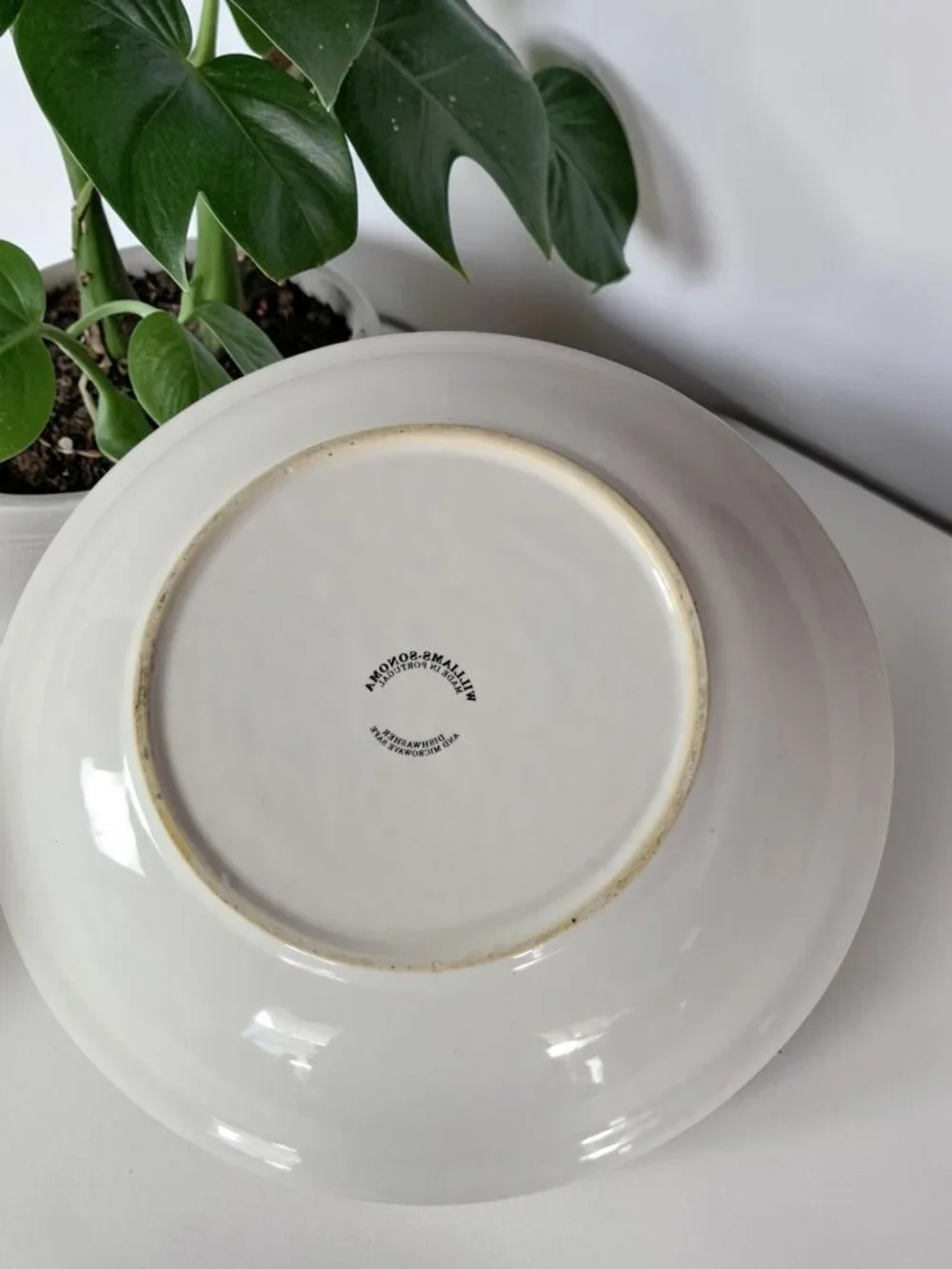 Williams Sonoma Olives Olea Europaea Picholine 9 1/2